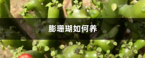 膨珊瑚如何养