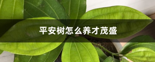 平安树怎么养才茂盛