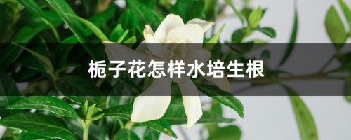 栀子花怎样水培生根