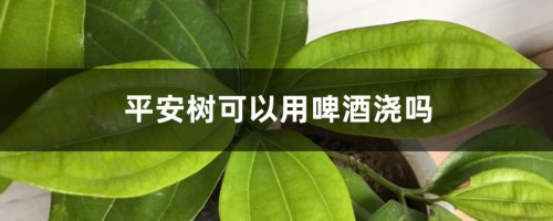 平安树可以用啤酒浇吗