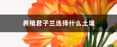 养殖君子兰选择什么土壤