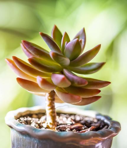 多肉植物